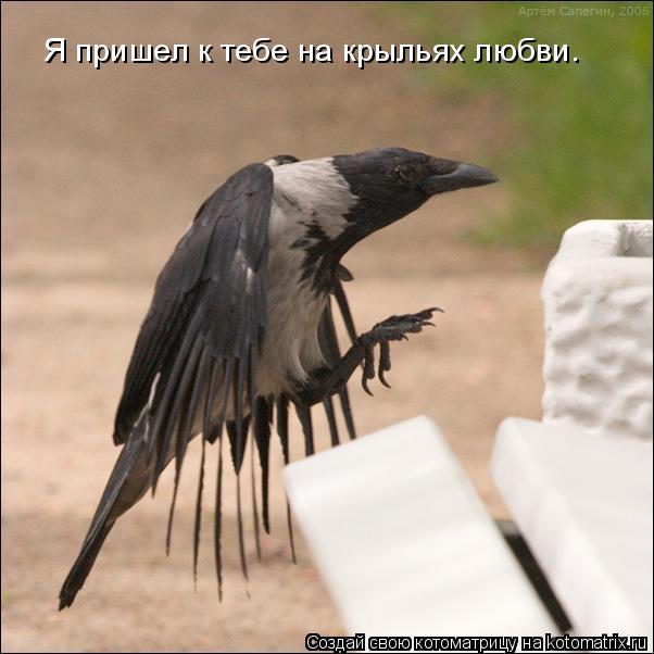 Я пришел к тебе на крыльях любви.... Котоматрица: Я пришел к тебе на крыльях любви.