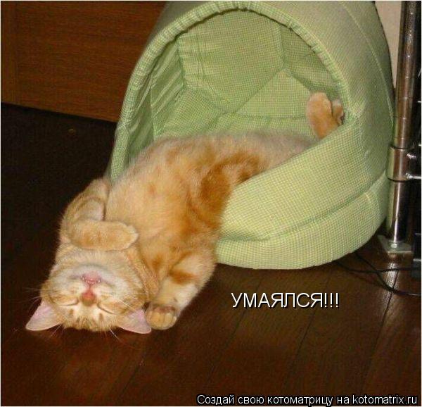 УМАЯЛСЯ!!!... Котоматрица: УМАЯЛСЯ!!!