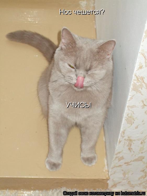 Нос чешется? УЧИСЬ!... Котоматрица: Нос чешется? УЧИСЬ!