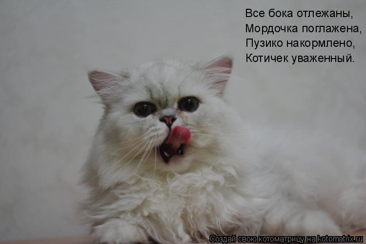 Котоматрица: Все бока отлежаны,  Мордочка поглажена,  Мордочка поглажена,  Пузико накормлено,  Котичек уваженный.