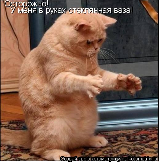 Осторожно! У меня в руках стеклянная ваза!... Котоматрица: Осторожно! У меня в руках стеклянная ваза!