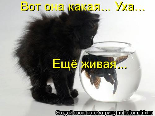 Вот она какая... Уха... Ещё живая...... Котоматрица: Вот она какая... Уха... Ещё живая...