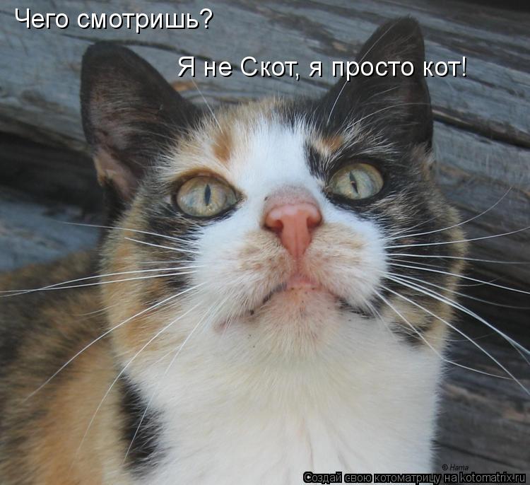 Чего смотришь? Я не Скот, я просто кот!... Котоматрица: Чего смотришь? Я не Скот, я просто кот!