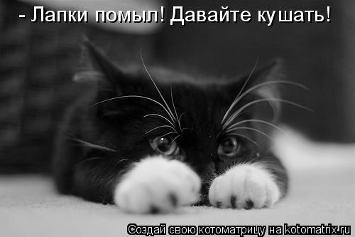 - Лапки помыл! Давайте кушать!... Котоматрица: - Лапки помыл! Давайте кушать!