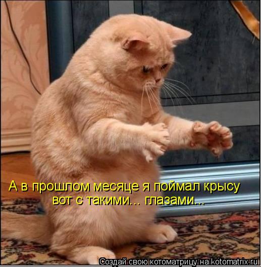 А в прошлом месяце я поймал крысу вот с такими... глазами...... Котоматрица: А в прошлом месяце я поймал крысу вот с такими... глазами...