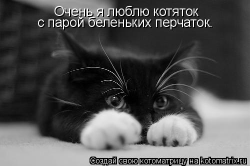 Очень я люблю котяток с парой беленьких перчаток.... Котоматрица: Очень я люблю котяток с парой беленьких перчаток.