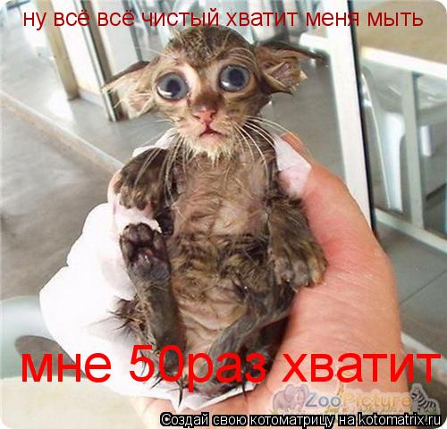 ну всё всё чистый хватит меня мыть мне 50раз хватит... Котоматрица: ну всё всё чистый хватит меня мыть мне 50раз хватит