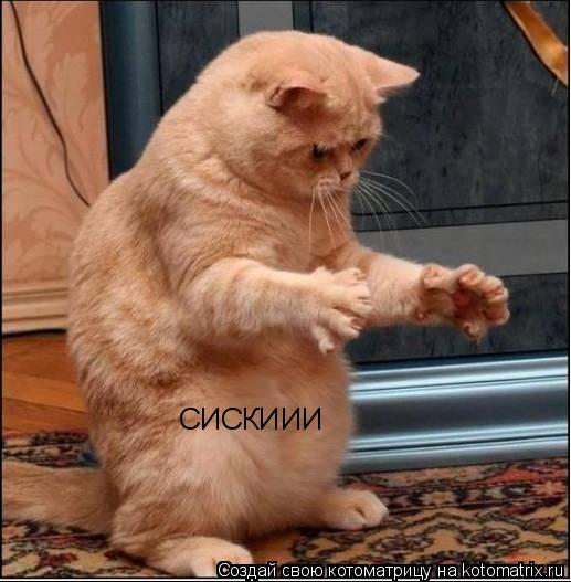 СИСКИИИ СИСКИИИ... Котоматрица: СИСКИИИ СИСКИИИ