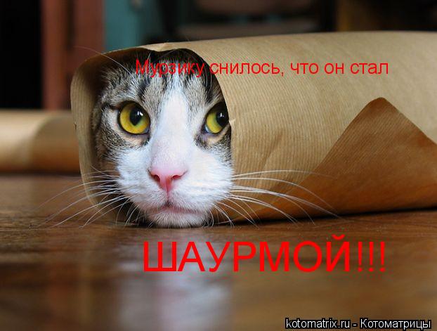 Мурзику снилось, что он стал ШАУРМОЙ!!!... Котоматрица: Мурзику снилось, что он стал ШАУРМОЙ!!!