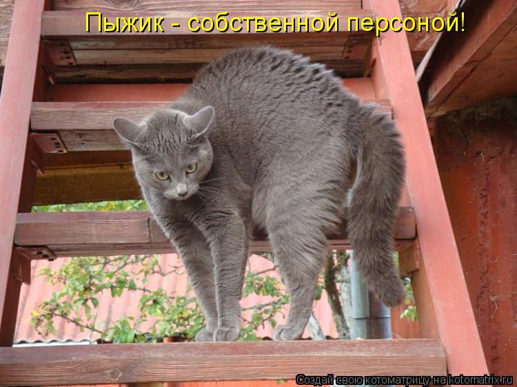 Пыжик - собственной персоной!... Котоматрица: Пыжик - собственной персоной!