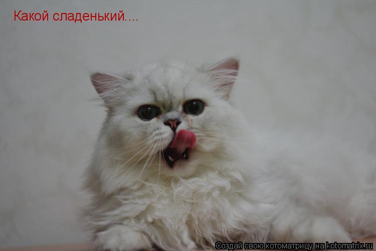 Какой сладенький....... Котоматрица: Какой сладенький....