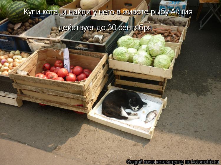 Купи кота, и найди у него в животе рыбу Акция действует до 30 сентября... Котоматрица: Купи кота, и найди у него в животе рыбу Акция действует до 30 сентября