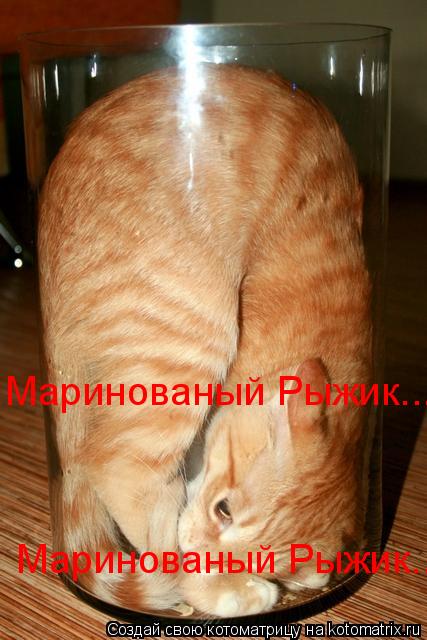 Маринованый Рыжик.... Маринованый Рыжик....... Котоматрица: Маринованый Рыжик.... Маринованый Рыжик....