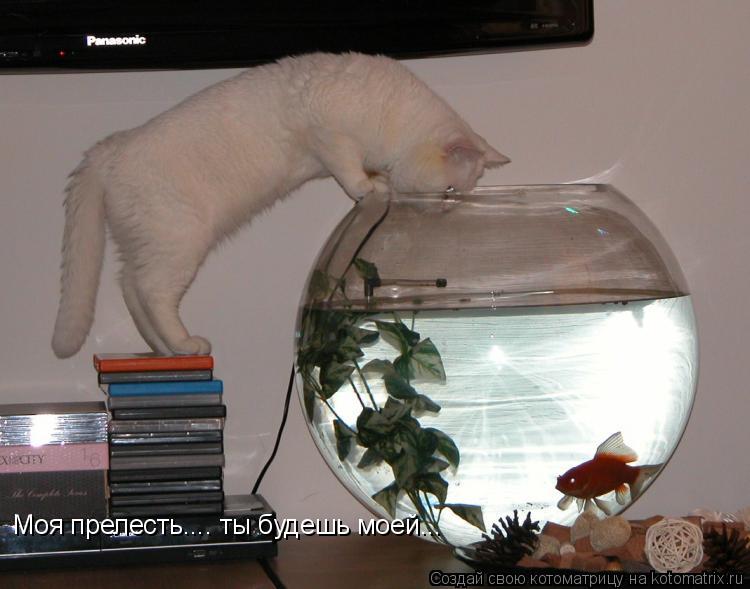 Моя прелесть.... ты будешь моей...... Котоматрица: Моя прелесть.... ты будешь моей...