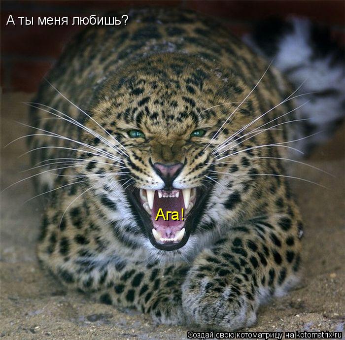 А ты меня любишь? А ты меня любишь? Ага!... Котоматрица: А ты меня любишь? А ты меня любишь? Ага!