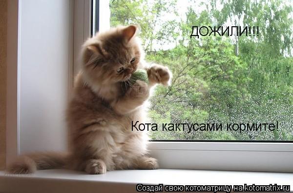 Котоматрица: ДОЖИЛИ!!! Кота кактусами кормите!