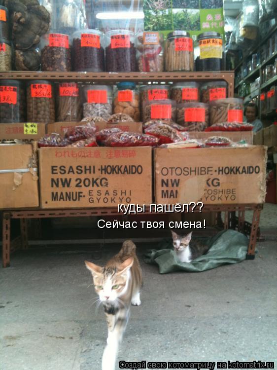 Котоматрица: куды пашёл?? Сейчас твоя смена!