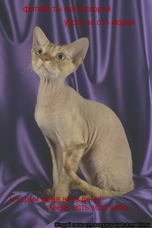 Котоматрица: фоткай ты меня скорей увози за сто морей и корми меня весь день! я ведь есть хочу уже!;)