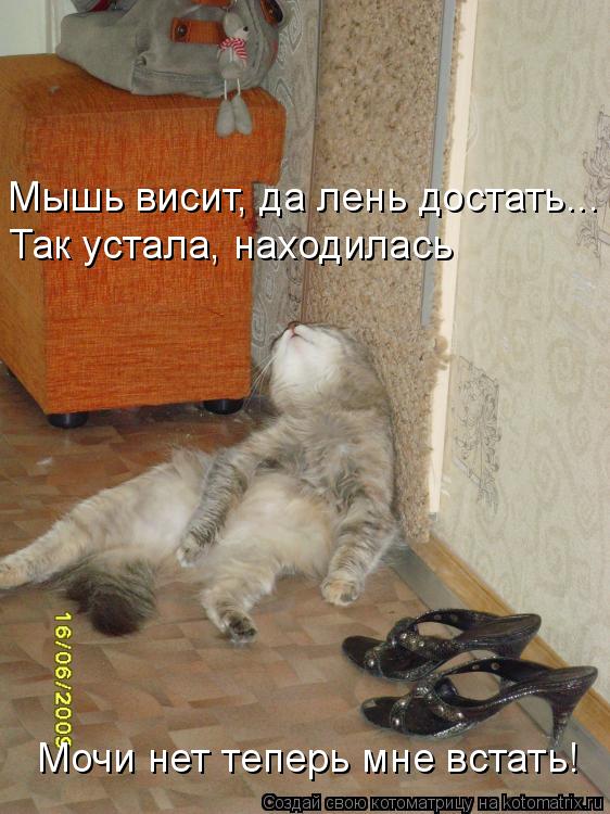 Котоматрица: Мышь висит, да лень достать... Так устала, находилась Мочи нет теперь мне встать!