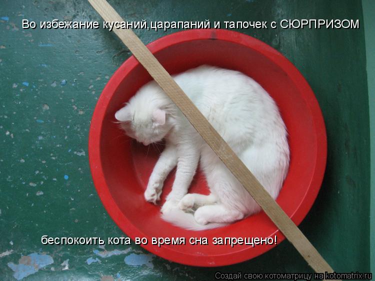 Котоматрица: Во избежание кусаний,царапаний и тапочек с СЮРПРИЗОМ беспокоить кота во время сна запрещено!