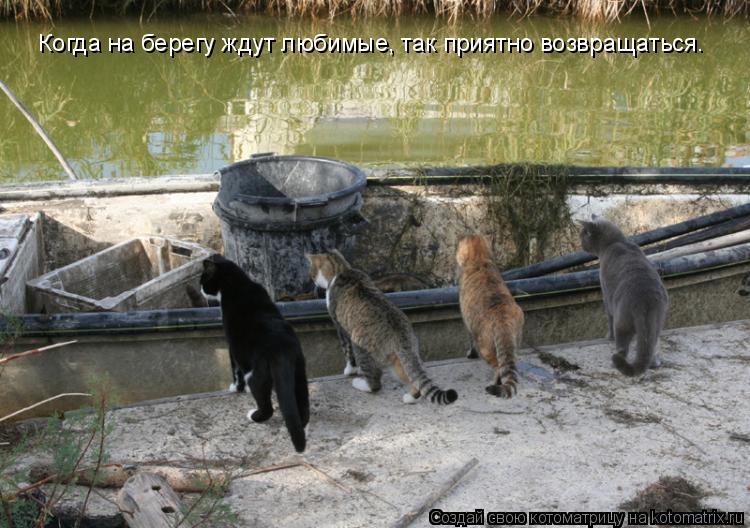 Когда на берегу ждут любимые, так приятно возвращаться.... Котоматрица: Когда на берегу ждут любимые, так приятно возвращаться.