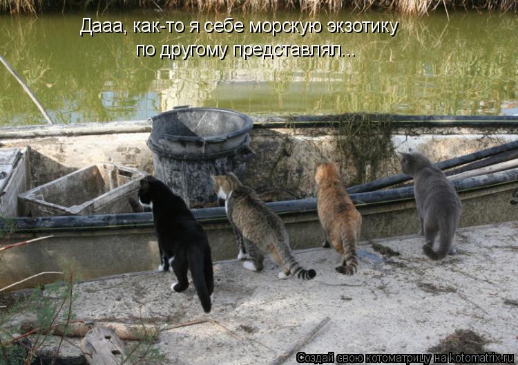 Дааа, как-то я себе морскую экзотику по другому представлял...... Котоматрица: Дааа, как-то я себе морскую экзотику по другому представлял...