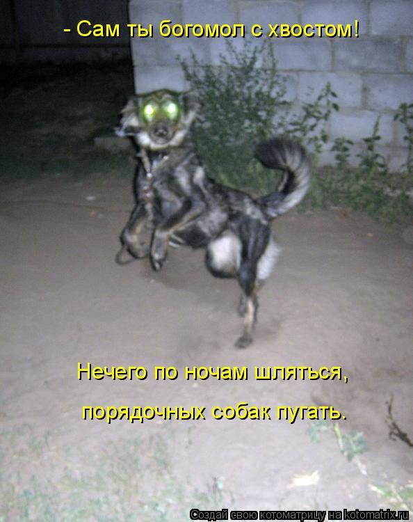 - Сам ты богомол с хвостом! Нечего по ночам шляться, порядочных собак пугать.... Котоматрица: - Сам ты богомол с хвостом! Нечего по ночам шляться, порядочных собак пугать.