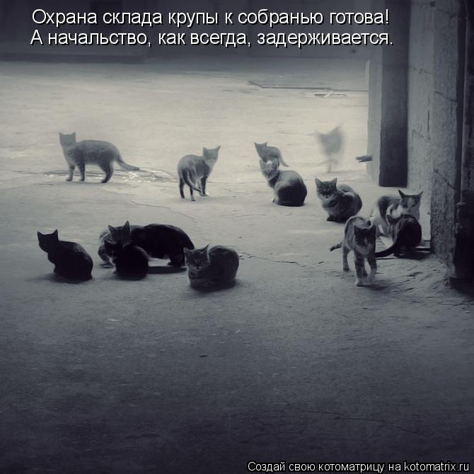 Охрана склада крупы к собранью готова! А начальство, как всегда, задерживается.... Котоматрица: Охрана склада крупы к собранью готова! А начальство, как всегда, задерживается.