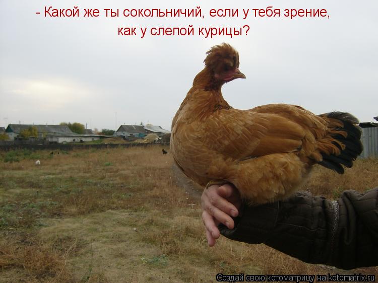 - Какой же ты сокольничий, если у тебя зрение, как у слепой курицы?... Котоматрица: - Какой же ты сокольничий, если у тебя зрение, как у слепой курицы?