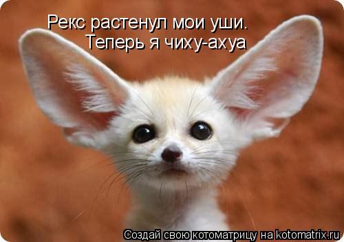Рекс растенул мои уши. Теперь я чиху-ахуа Теперь я чиху-ахуа... Котоматрица: Рекс растенул мои уши. Теперь я чиху-ахуа Теперь я чиху-ахуа