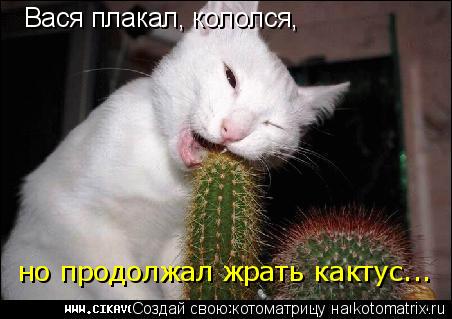 Вася плакал, кололся, но продолжал жрать кактус...... Котоматрица: Вася плакал, кололся, но продолжал жрать кактус...