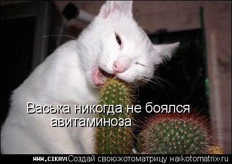 Васька никогда не боялся авитаминоза... Котоматрица: Васька никогда не боялся авитаминоза
