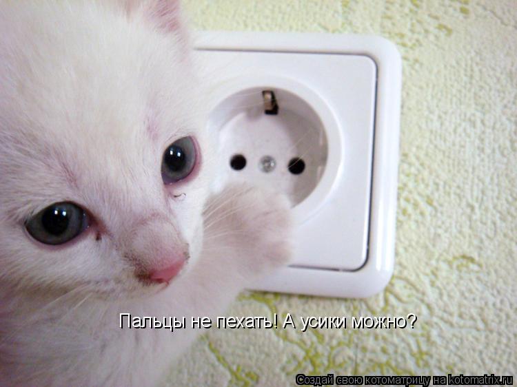 Пальцы не пехать! А усики можно?... Котоматрица: Пальцы не пехать! А усики можно?