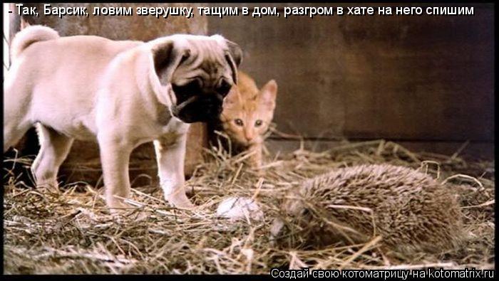 Котоматрица: - Так, Барсик, ловим зверушку, тащим в дом, разгром в хате на него спишим