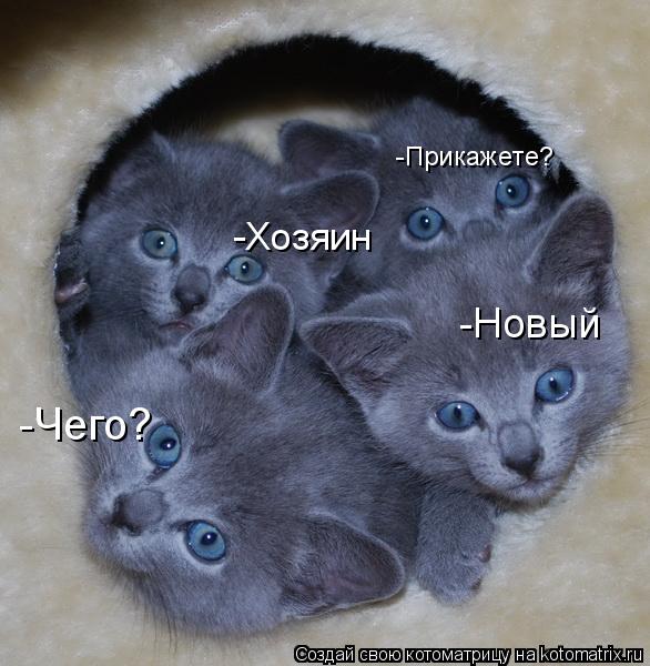 -Новый -Чего? -Прикажете? -Хозяин... Котоматрица: -Новый -Чего? -Прикажете? -Хозяин