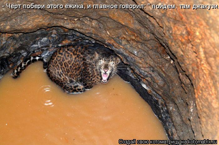 Котоматрица: - Чёрт побери этого ёжика, и главное говорил: " пойдем, там джакузи..."