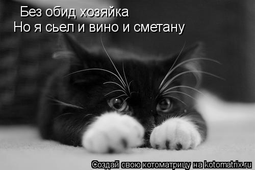 Котоматрица: Без обид хозяйка Но я сьел и вино и сметану