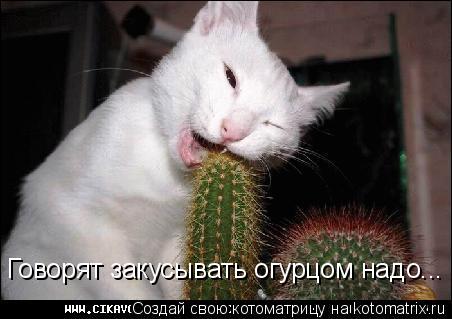 Котоматрица: Говорят закусывать огурцом надо...
