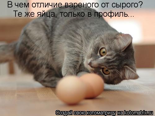 Котоматрица: В чем отличие вареного от сырого? Те же яйца, только в профиль...