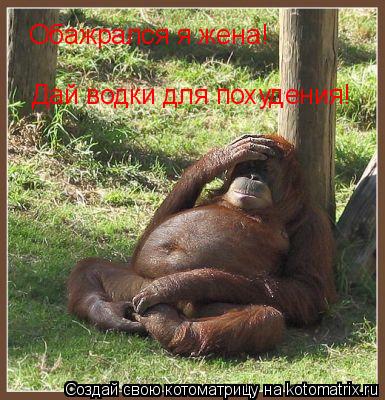 Котоматрица: Обажрался я жена! Дай водки для похудения!