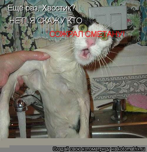 Котоматрица: Ещё раз, Хвостик? НЕТ! Я СКАЖУ КТО  СОЖРАЛ СМЕТАНУ!