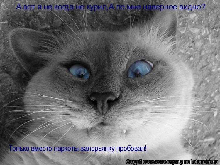 Котоматрица: А вот я не когда не курил,А по мне наверное видно? Только вместо наркоты валерьянку пробовал!