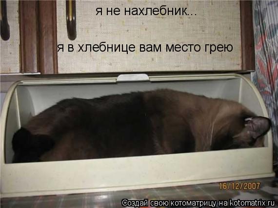 я не нахлебник... я в хлебнице вам место грею... Котоматрица: я не нахлебник... я в хлебнице вам место грею