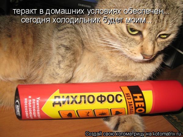 теракт в домашних условиях обеспечен... сегодня холодильник будет моим...... Котоматрица: теракт в домашних условиях обеспечен... сегодня холодильник будет моим...