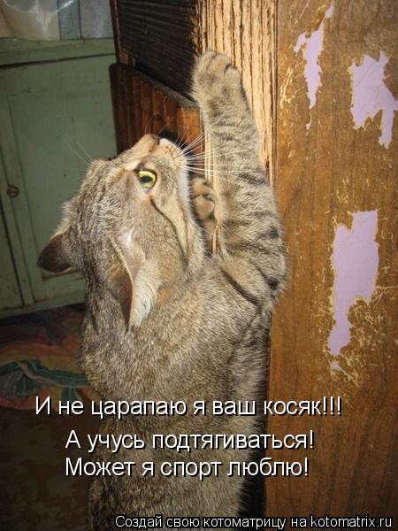 И не царапаю я ваш косяк!!! А учусь подтягиваться! Может я спорт люблю!... Котоматрица: И не царапаю я ваш косяк!!! А учусь подтягиваться! Может я спорт люблю!