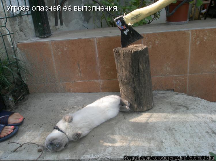 Угроза опасней её выполнения...... Котоматрица: Угроза опасней её выполнения...
