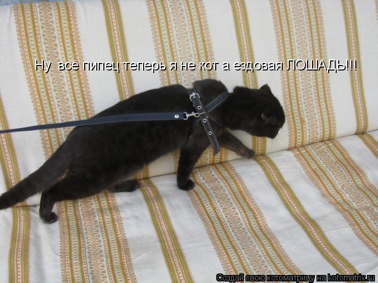 Ну всё пипец теперь я не кот а ездовая ЛОШАДЬ!!!... Котоматрица: Ну всё пипец теперь я не кот а ездовая ЛОШАДЬ!!!
