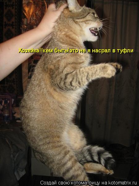 Хозяйка!!кем быть!это не я насрал в туфли... Котоматрица: Хозяйка!!кем быть!это не я насрал в туфли