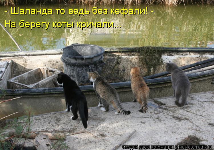 На берегу коты кричали... - Шаланда то ведь без кефали! -... Котоматрица: На берегу коты кричали... - Шаланда то ведь без кефали! -