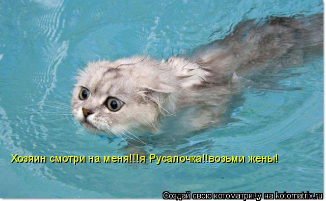 Хозяин смотри на меня!!!я Русалочка!!возьми жены!... Котоматрица: Хозяин смотри на меня!!!я Русалочка!!возьми жены!